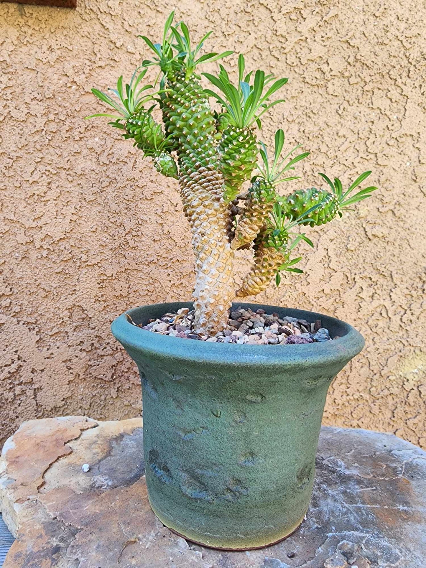 Euphorbia ‘Sotetsu Kirin’
