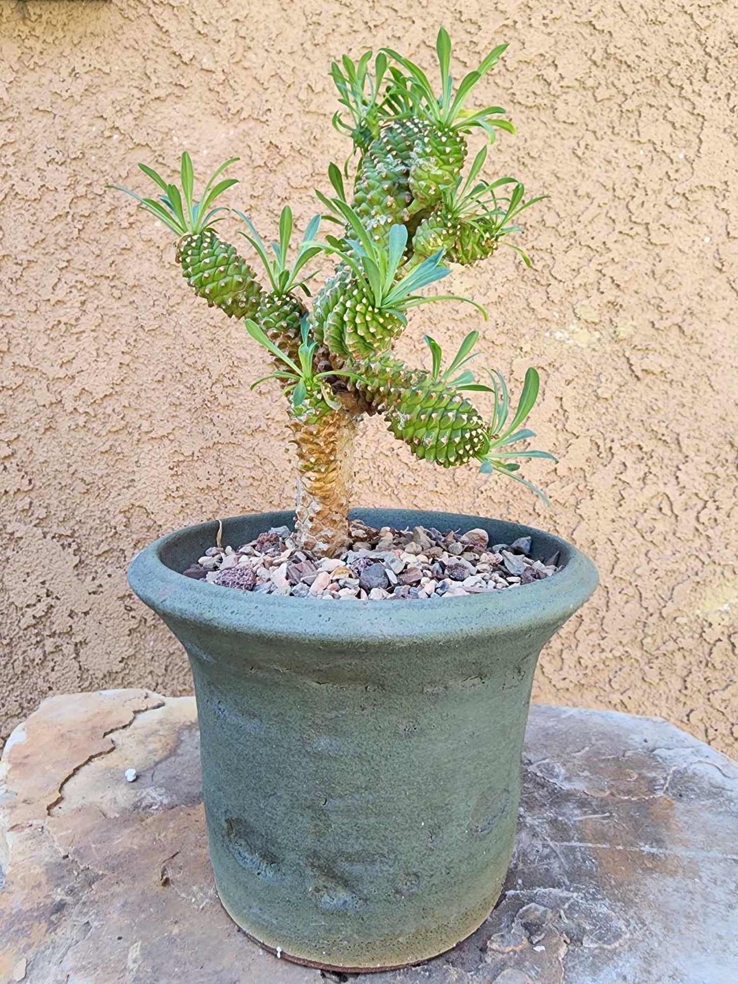 Euphorbia ‘Sotetsu Kirin’