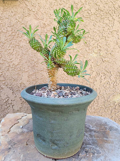 Euphorbia ‘Sotetsu Kirin’