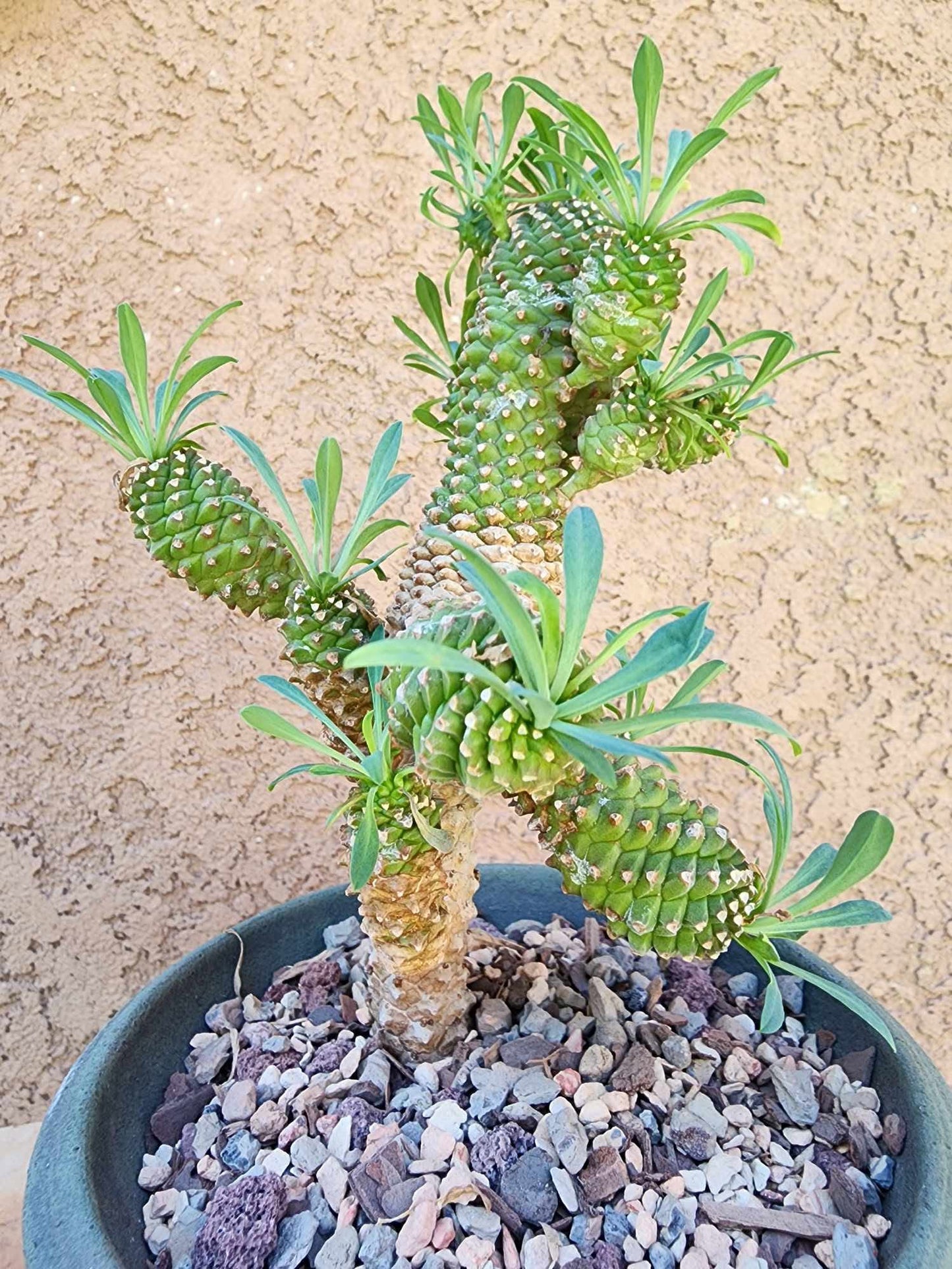Euphorbia ‘Sotetsu Kirin’