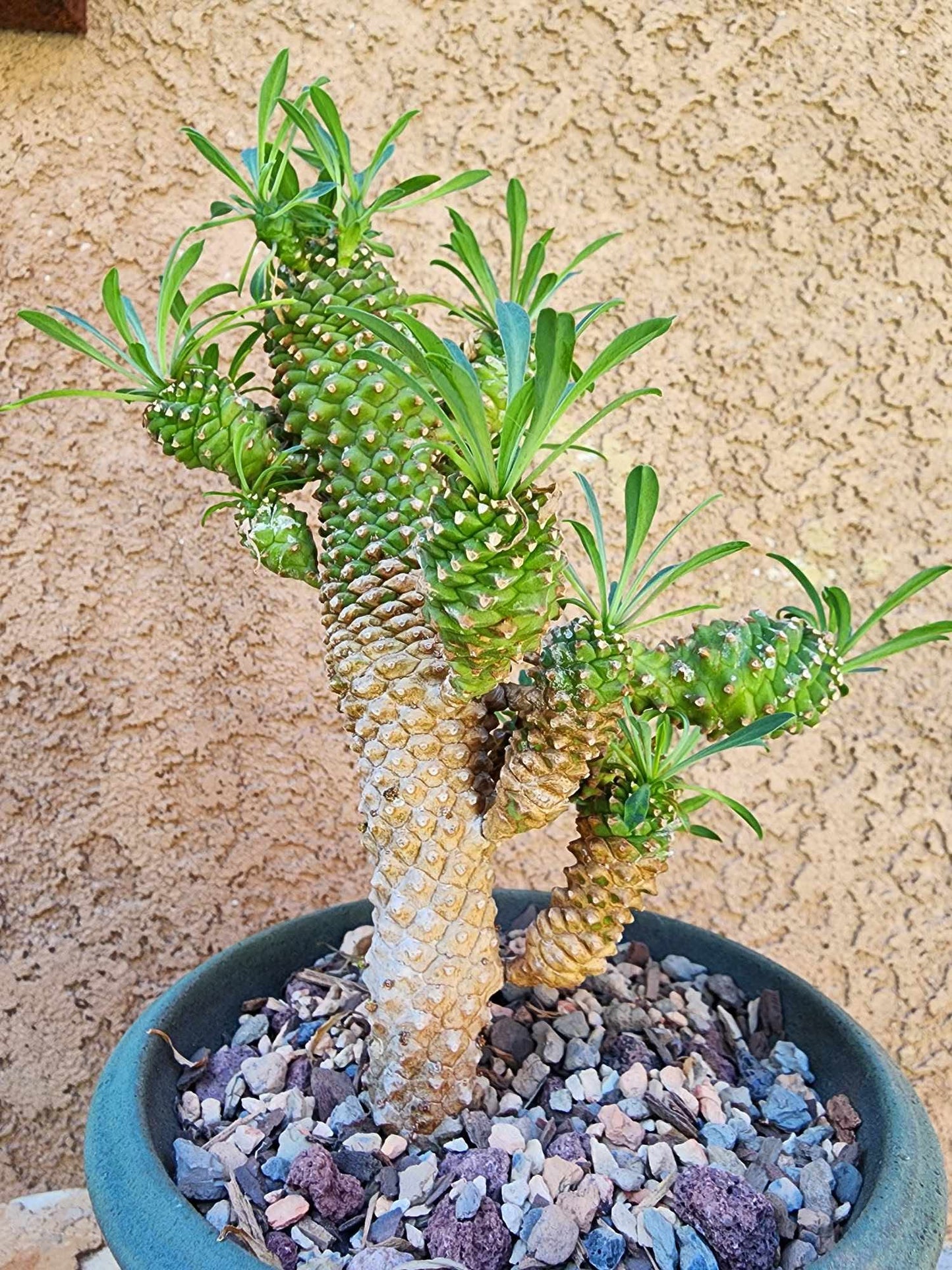 Euphorbia ‘Sotetsu Kirin’
