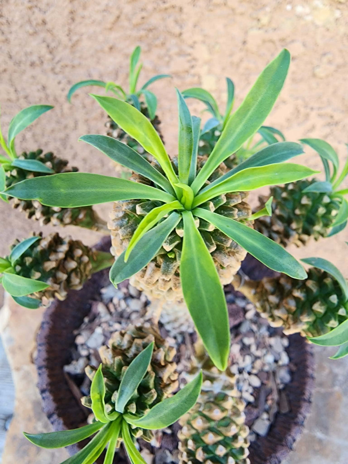 Euphorbia ‘Sotetsu Kirin’