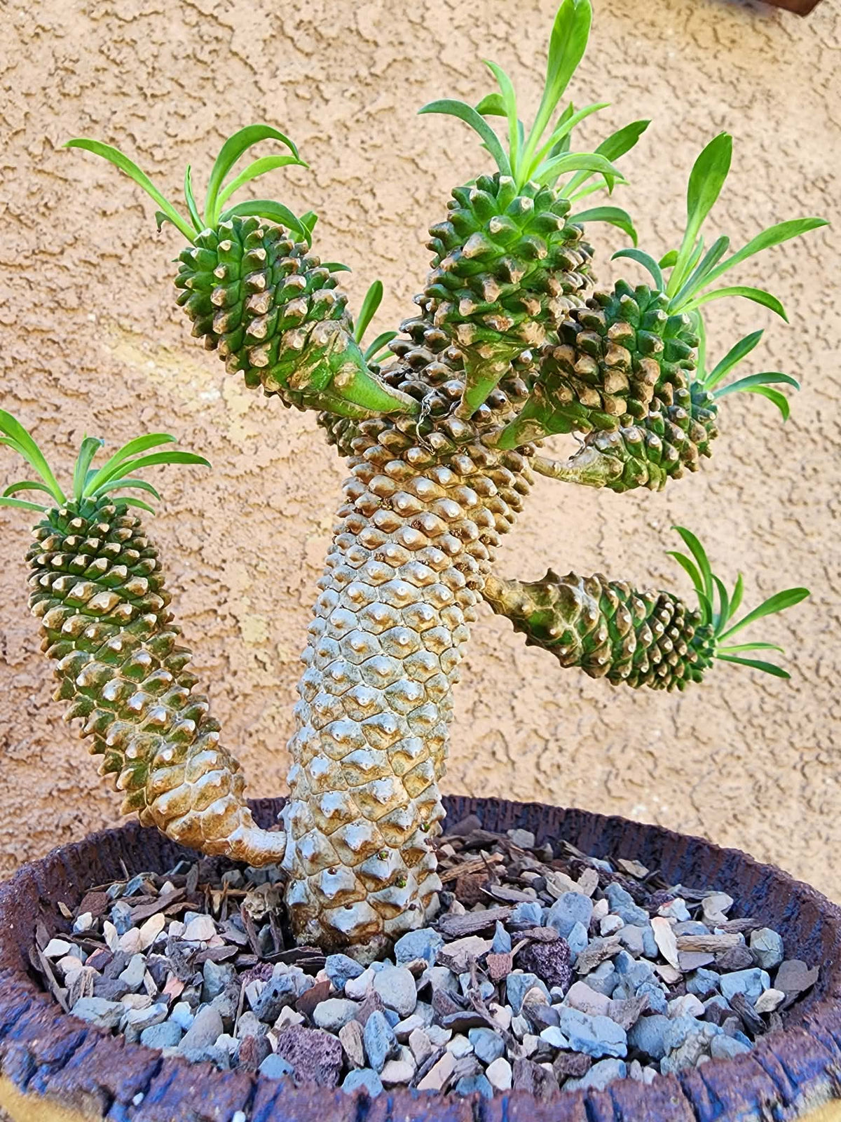 Euphorbia ‘Sotetsu Kirin’