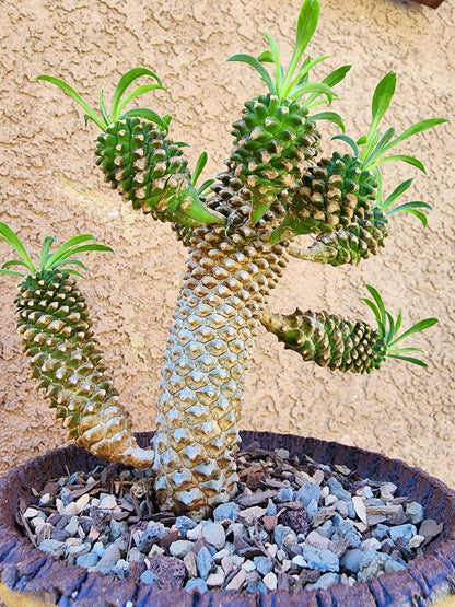Euphorbia ‘Sotetsu Kirin’