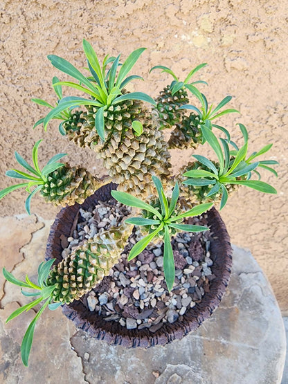 Euphorbia ‘Sotetsu Kirin’