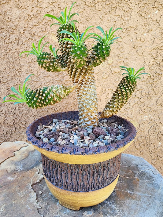 Euphorbia ‘Sotetsu Kirin’