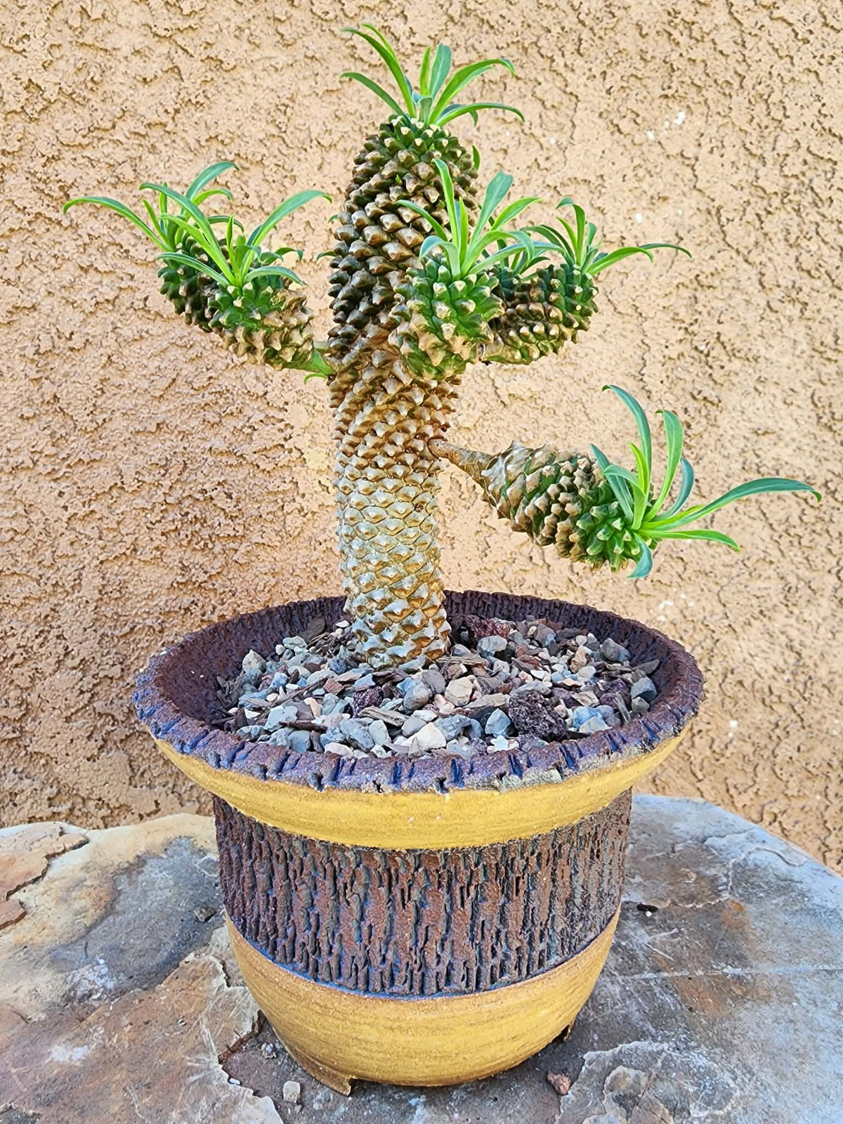 Euphorbia ‘Sotetsu Kirin’