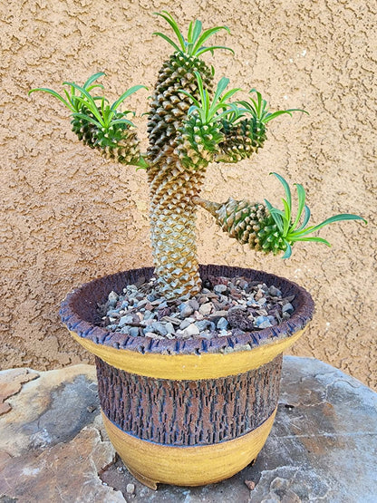 Euphorbia ‘Sotetsu Kirin’