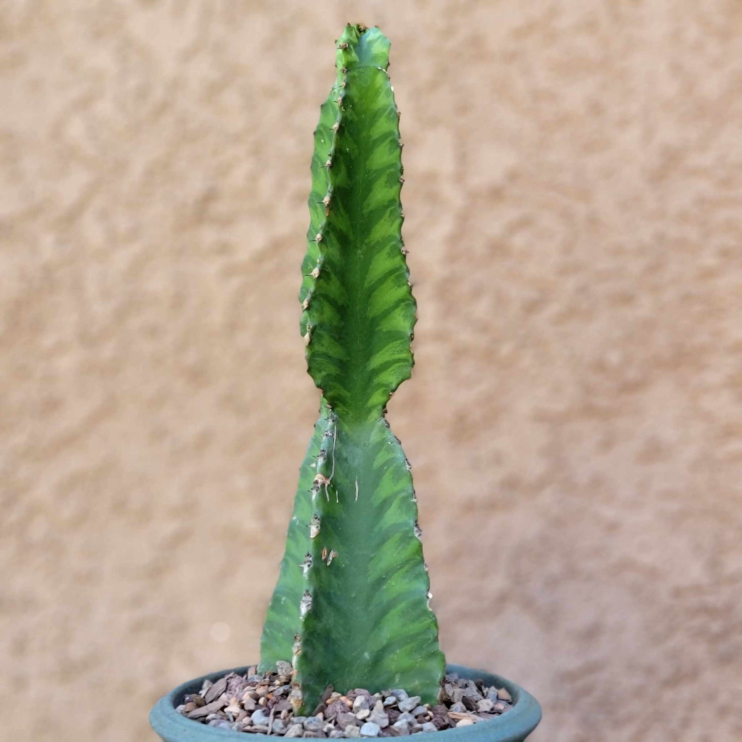 Euphorbia 'Watusi' - 10" Tall - Very Rare