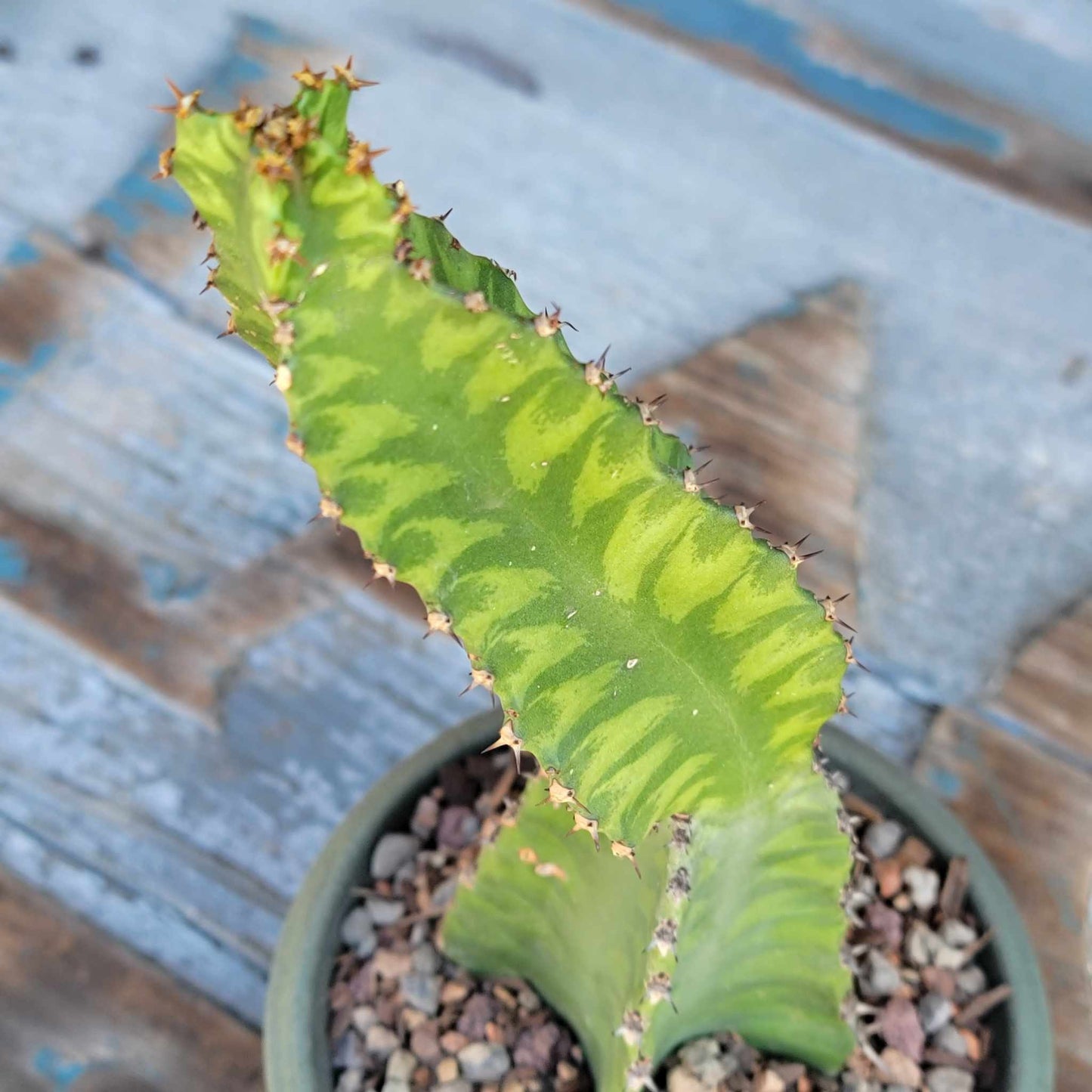 Euphorbia 'Watusi' - 10" Tall - Very Rare