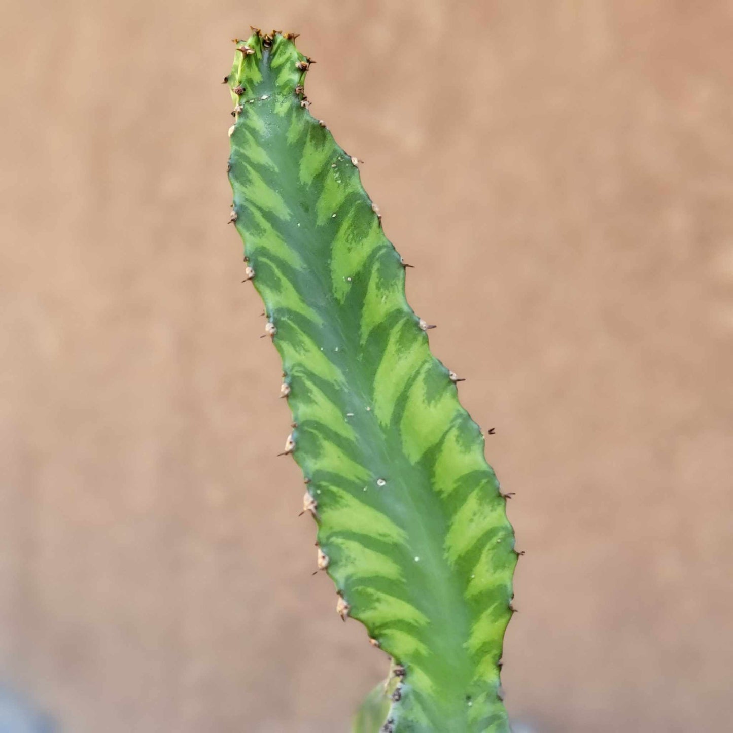 Euphorbia 'Watusi' - 10" Tall - Very Rare