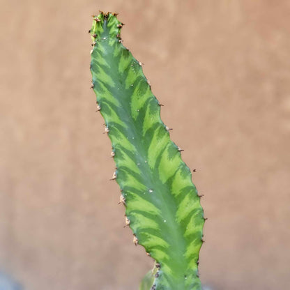 Euphorbia 'Watusi' - 10" Tall - Very Rare