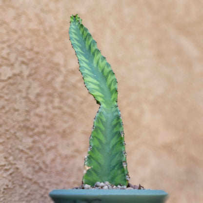 Euphorbia 'Watusi' - 10" Tall - Very Rare