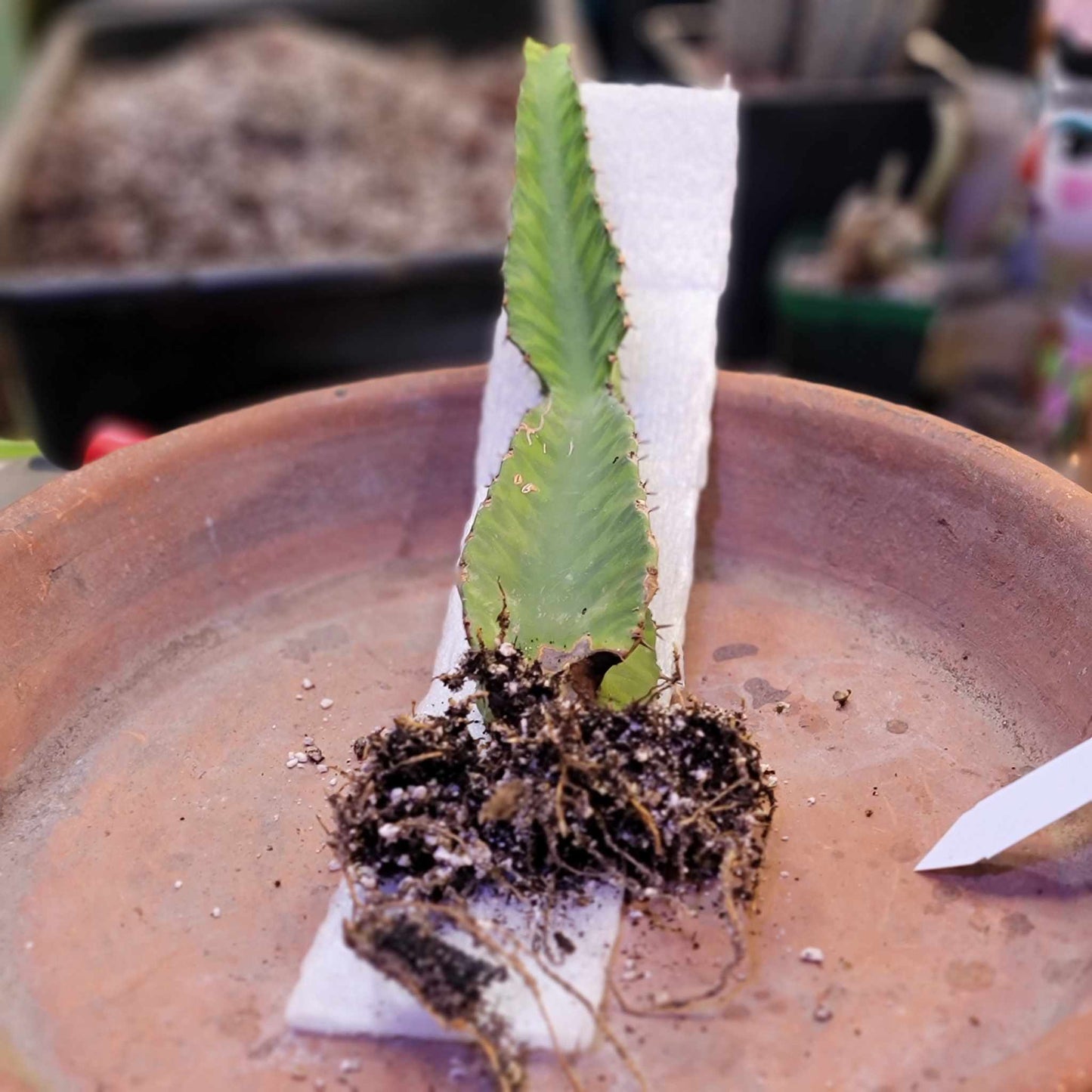 Euphorbia 'Watusi' - 10" Tall - Very Rare