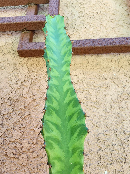 Euphorbia 'Watusi' - 17" Tall - Very Rare