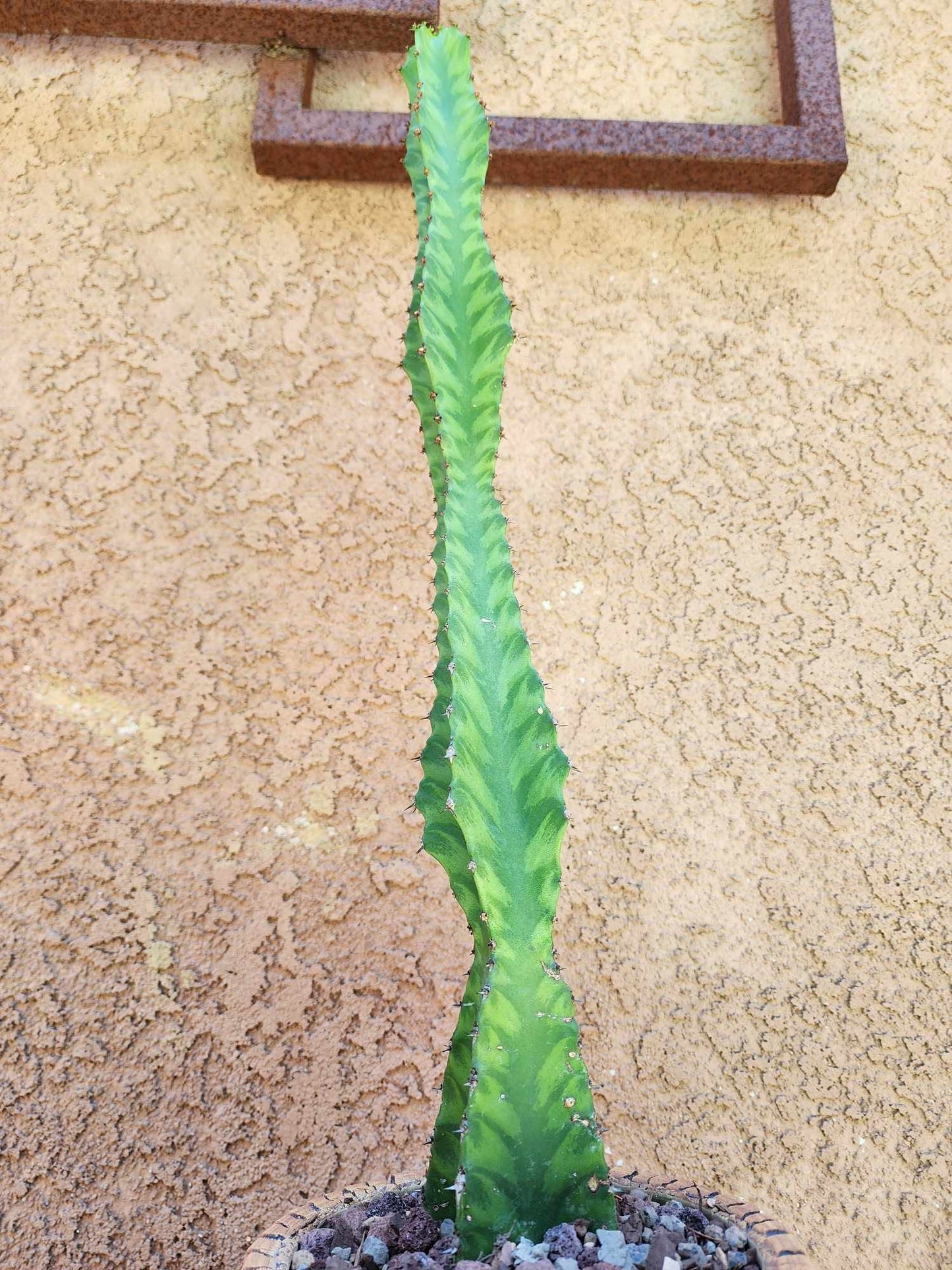 Euphorbia 'Watusi' - 17" Tall - Very Rare