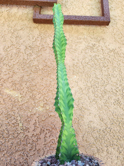 Euphorbia 'Watusi' - 17" Tall - Very Rare