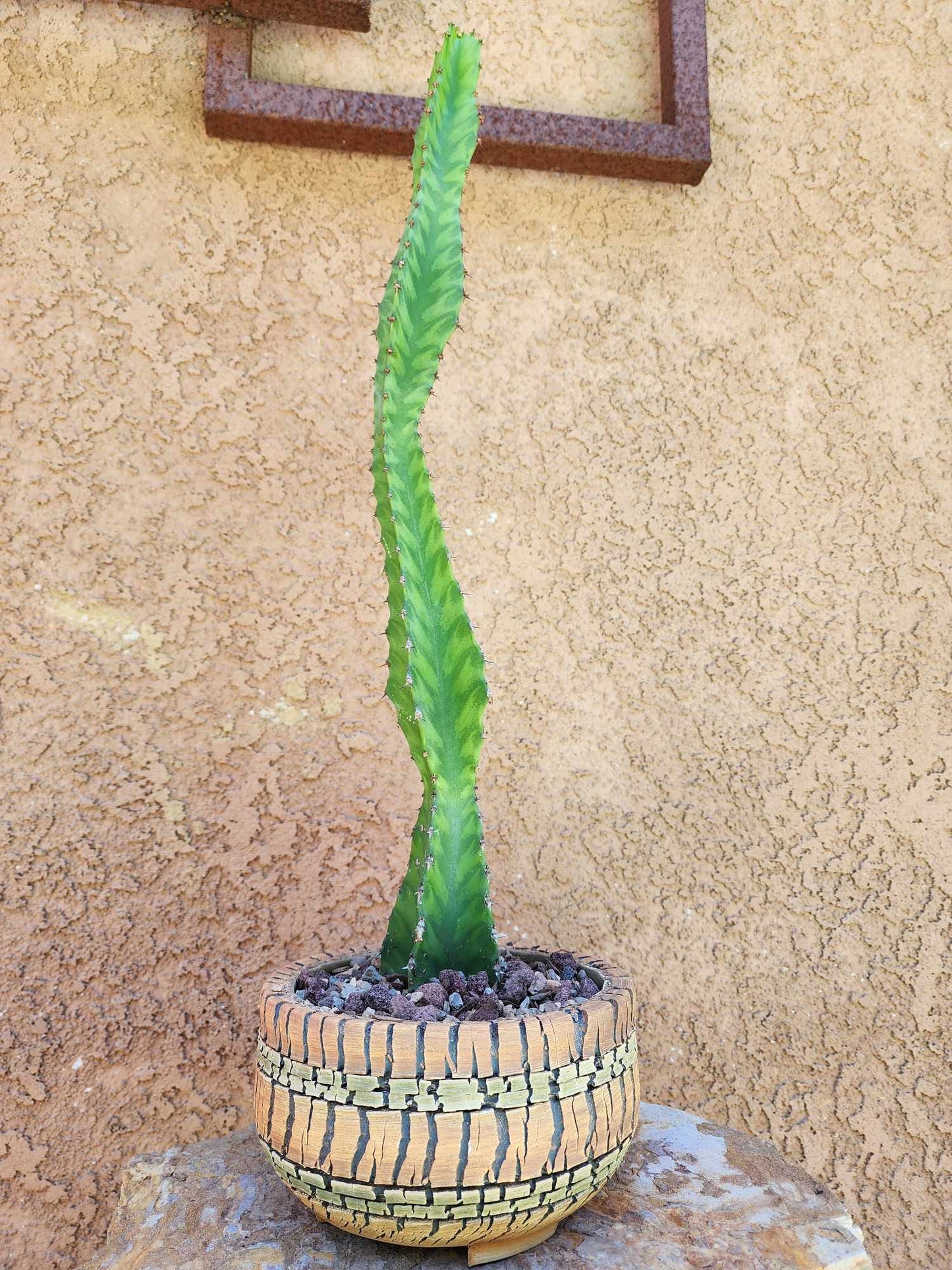 Euphorbia 'Watusi' - 17" Tall - Very Rare