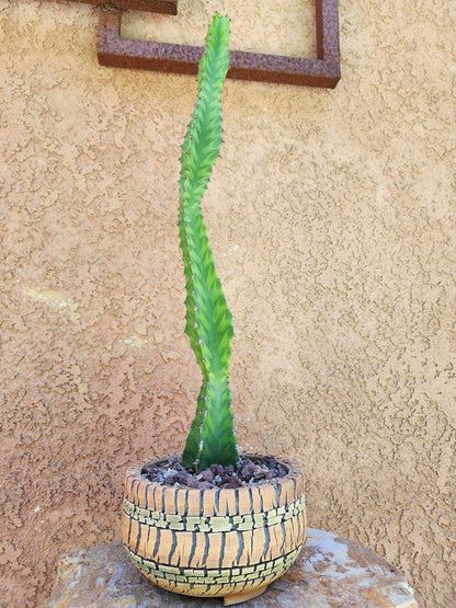 Euphorbia 'Watusi' - 17" Tall - Very Rare