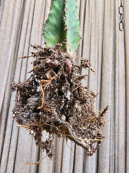 Euphorbia 'Watusi' - 17" Tall - Very Rare