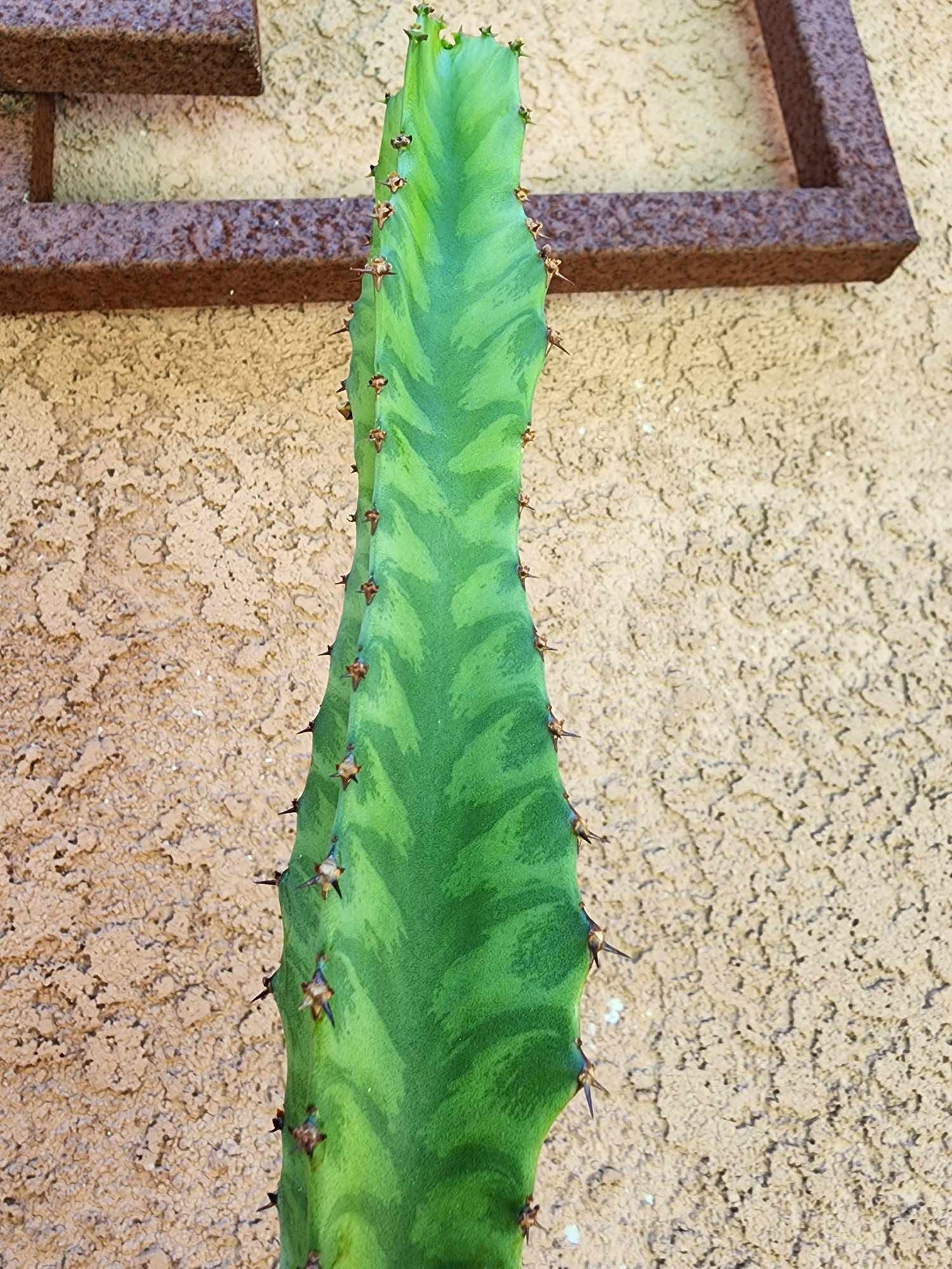Euphorbia 'Watusi' - 17" Tall - Very Rare