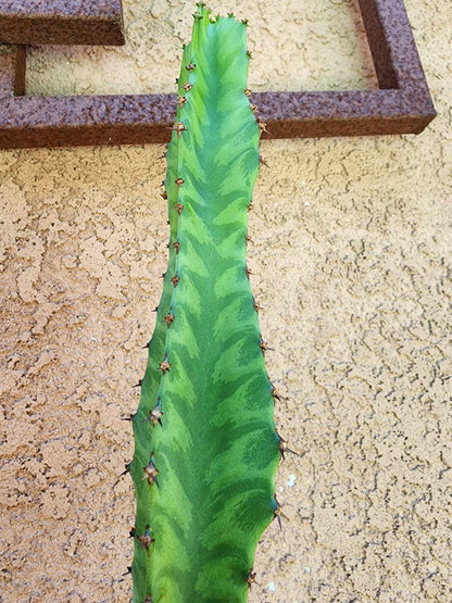 Euphorbia 'Watusi' - 17" Tall - Very Rare