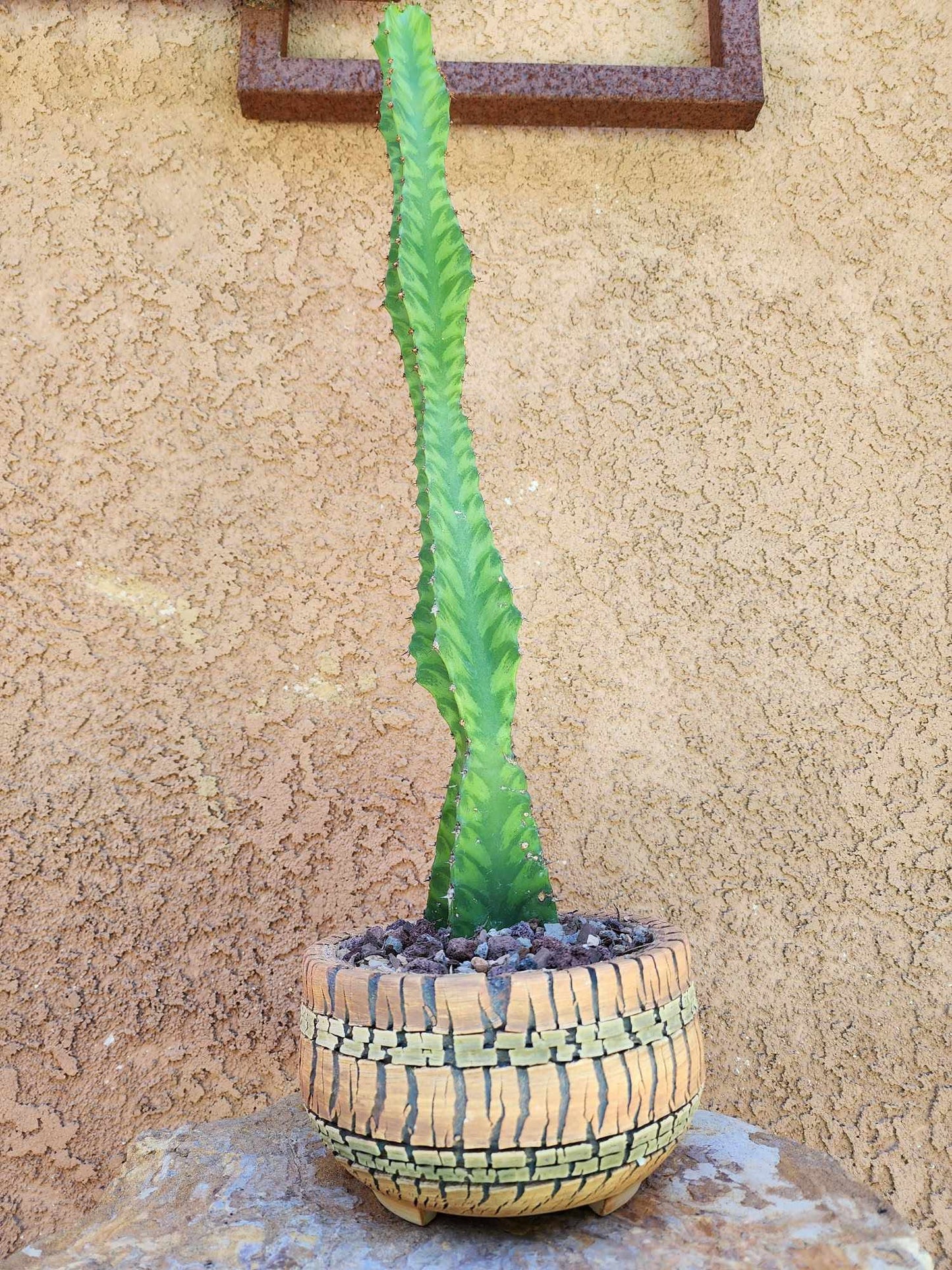 Euphorbia 'Watusi' - 17" Tall - Very Rare