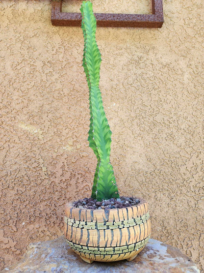 Euphorbia 'Watusi' - 17" Tall - Very Rare