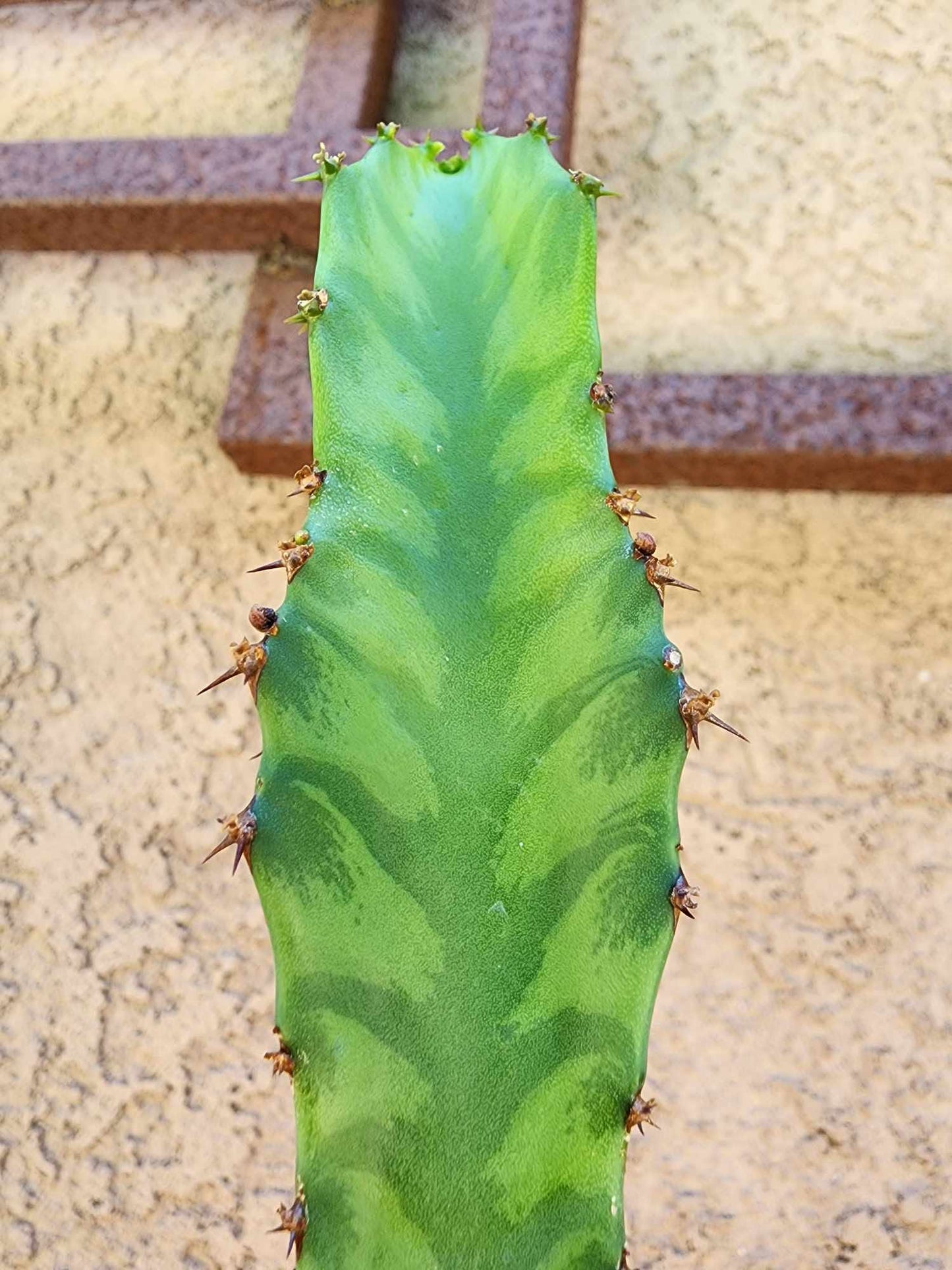 Euphorbia 'Watusi' - 17" Tall - Very Rare
