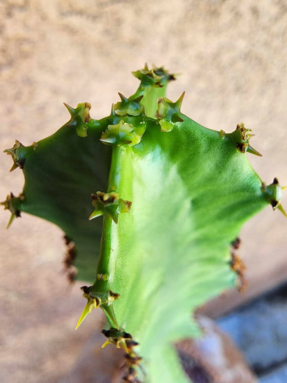Euphorbia 'Watusi' - 17" Tall - Very Rare