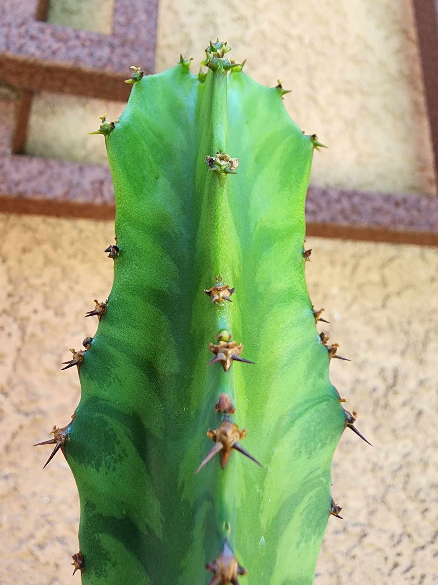Euphorbia 'Watusi' - 17" Tall - Very Rare