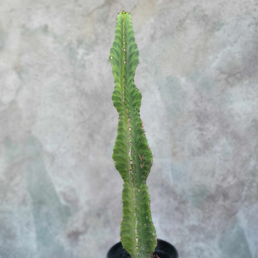 Euphorbia 'Watusi' - 24" Tall - Very Rare