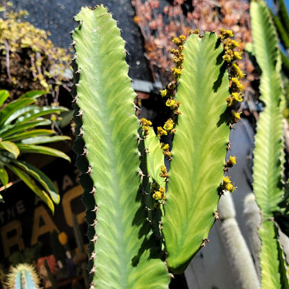Euphorbia 'Watusi'