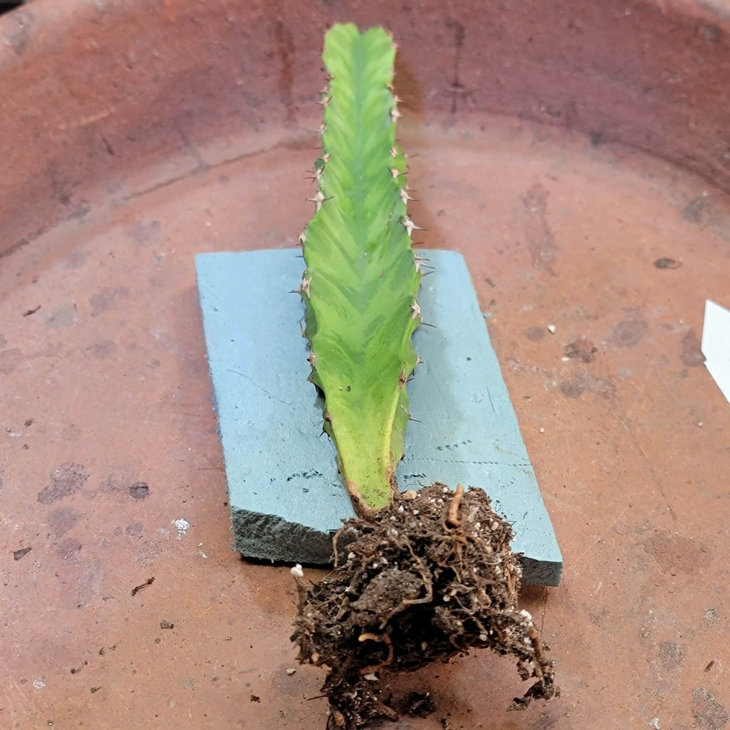 Euphorbia 'Watusi'