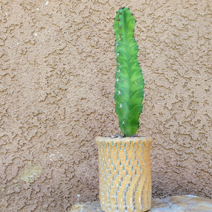 Euphorbia 'Watusi'