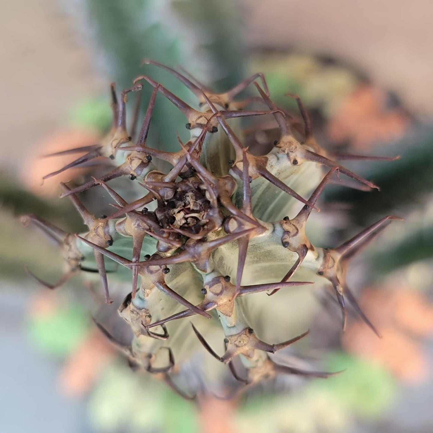 Euphorbia confinalis ssp. Rhodesia variegata 'Zebra' x 4 – Lebombo Euphorbia