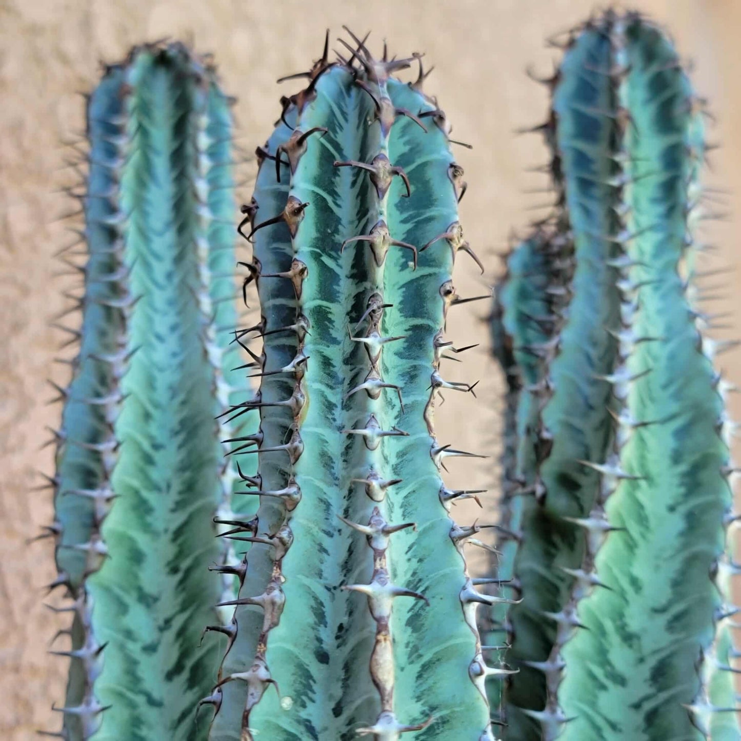 Euphorbia confinalis ssp. Rhodesia variegata 'Zebra' x 4 – Lebombo Euphorbia