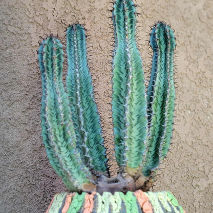 Euphorbia confinalis ssp. Rhodesia variegata 'Zebra' x 4 – Lebombo Euphorbia