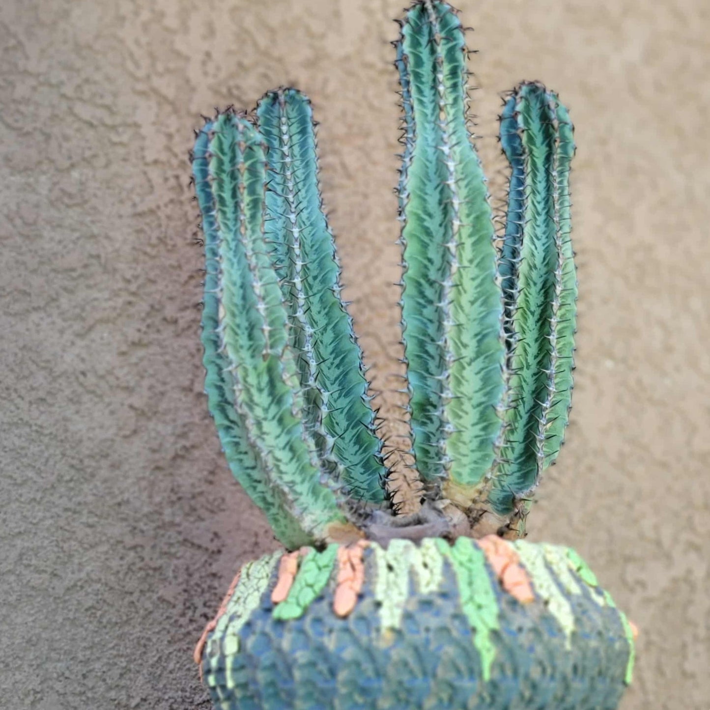 Euphorbia confinalis ssp. Rhodesia variegata 'Zebra' x 4 – Lebombo Euphorbia