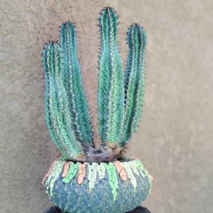 Euphorbia confinalis ssp. Rhodesia variegata 'Zebra' x 4 – Lebombo Euphorbia