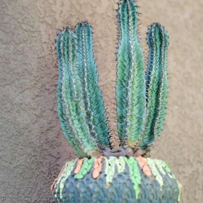 Euphorbia confinalis ssp. Rhodesia variegata 'Zebra' x 4 – Lebombo Euphorbia