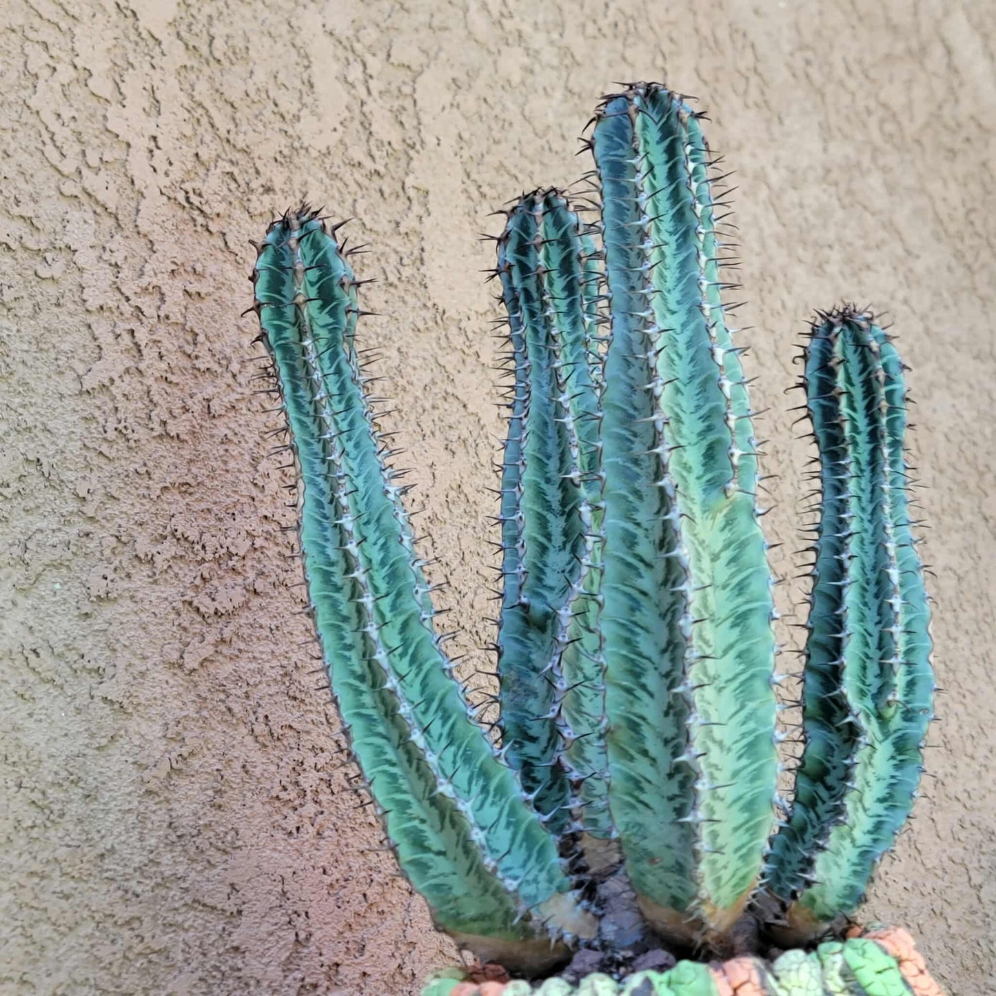 Euphorbia confinalis ssp. Rhodesia variegata 'Zebra' x 4 – Lebombo Euphorbia