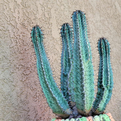 Euphorbia confinalis ssp. Rhodesia variegata 'Zebra' x 4 – Lebombo Euphorbia