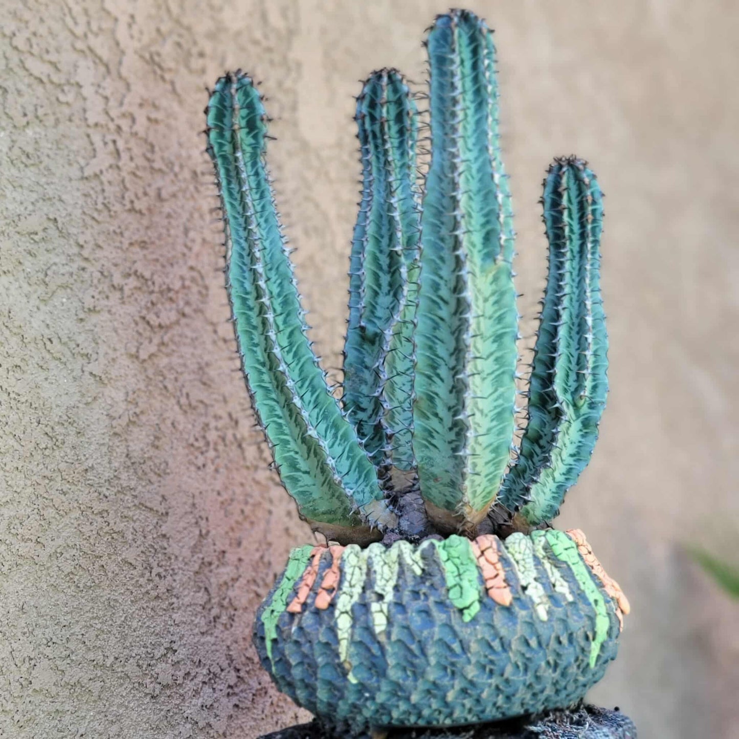 Euphorbia confinalis ssp. Rhodesia variegata 'Zebra' x 4 – Lebombo Euphorbia