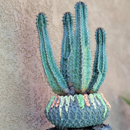 Euphorbia confinalis ssp. Rhodesia variegata 'Zebra' x 4 – Lebombo Euphorbia