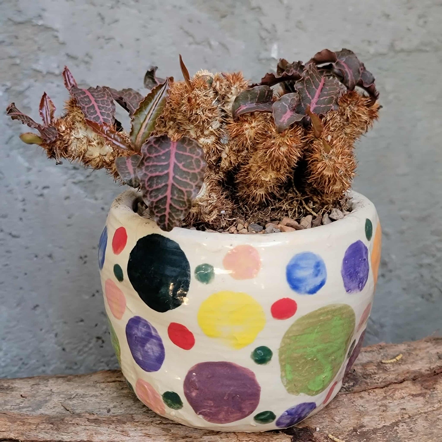Euphorbia francoisii v. Leandri