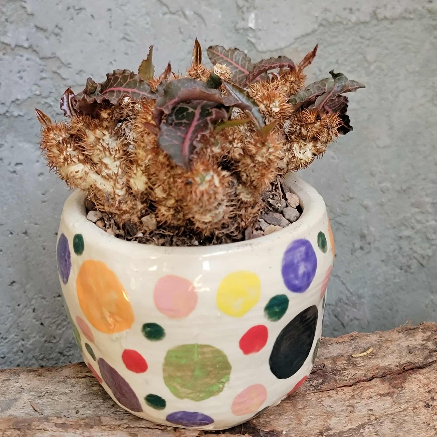 Euphorbia francoisii v. Leandri