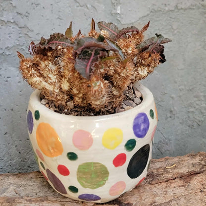 Euphorbia francoisii v. Leandri