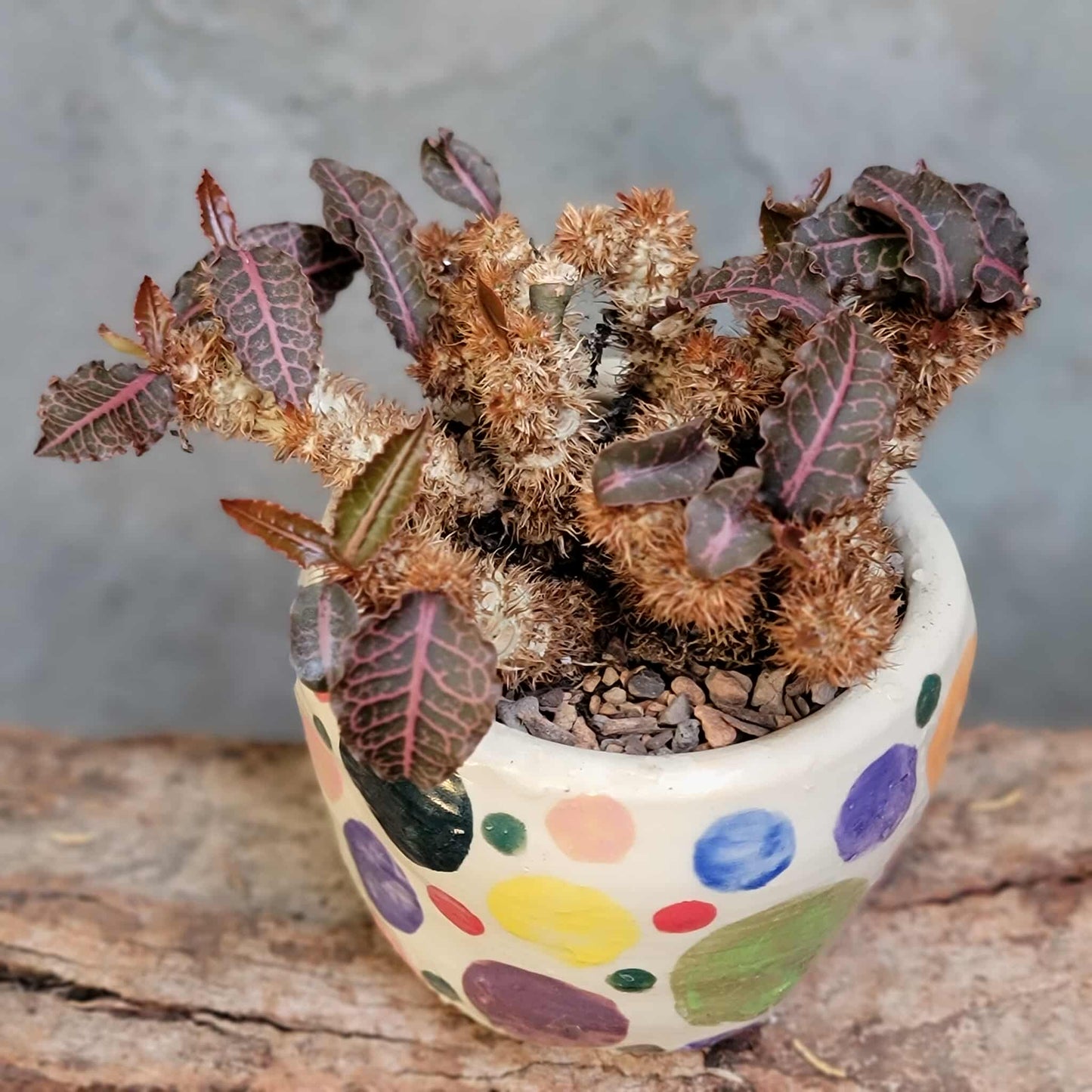 Euphorbia francoisii v. Leandri