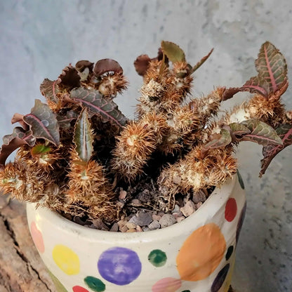 Euphorbia francoisii v. Leandri